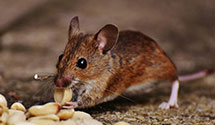 24 Hour & Emergency Exterminators in Clearfield, UT